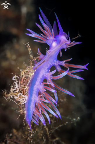 A Flabellina affinis | Flabellina affinis nudibranch