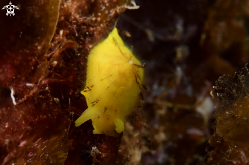 A Tylodina perversa | Nudibranch