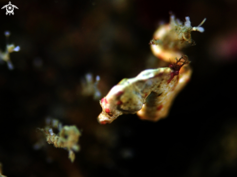 A Pygmy Sea horse