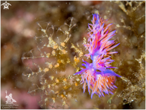 A Flabellina