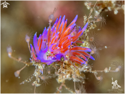 A Flabellina