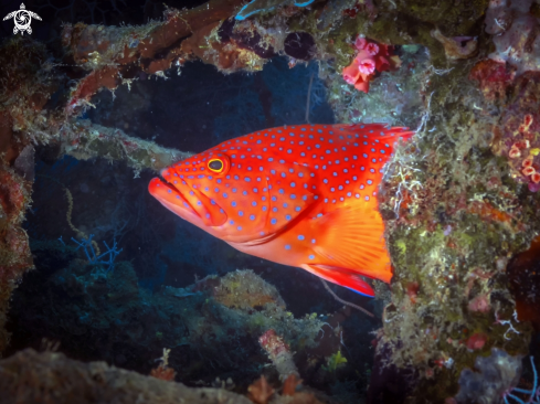 A Cernia rossa dei coralli