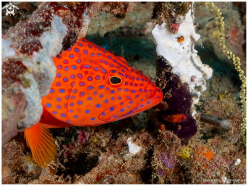 A Cephalopholis miniata | Cernia rossa dei coralli