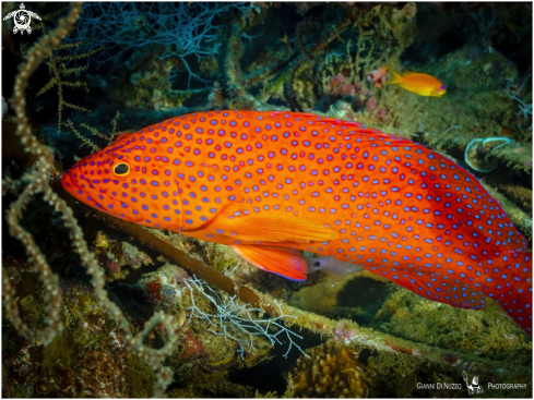 A Cephalopholis miniata | Cernia rossa dei coralli