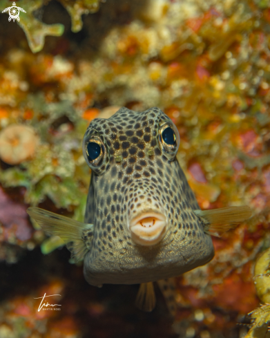 A Lactophrys bicaudalis | Spotted Trunkfish