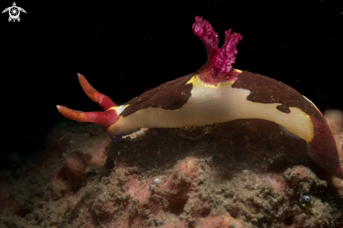 A Nembrotha chamberlaini