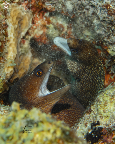 A Gymnothorax miliaris | Goldentail Morayeel