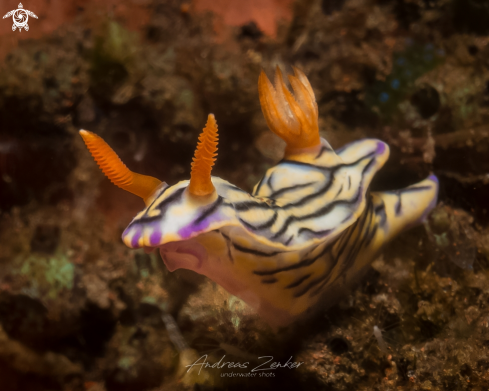 A Zephyr nudi