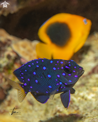 A Microspathodon chrysurus | Yellowtail Damselfish