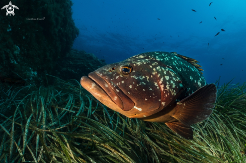 A Epinephelusmarginatus | Cernia bruna,Dusky grouper