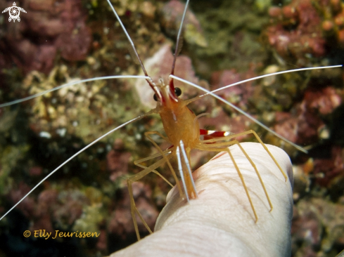 A Cleaning shrimp