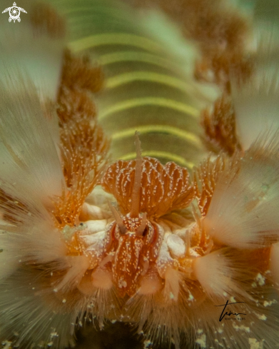 A Hermodice carunculata | Bearded Fireworm