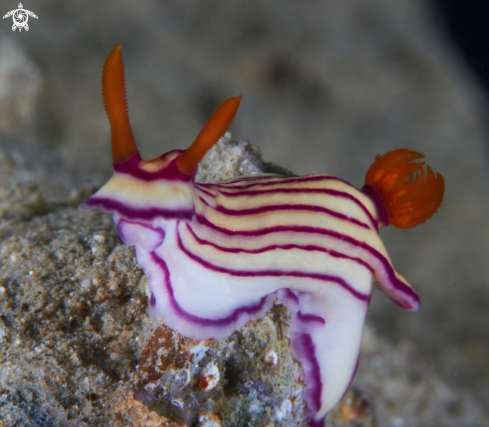 A Hypselodoris maridadilus