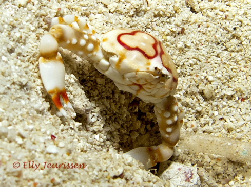 A Four Ring Purse Crab