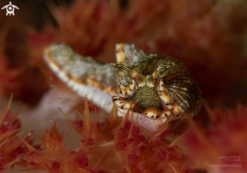 A Nudibranch