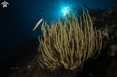 A Eunicella  singularis | Gorgonia bianca