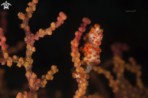 A Cavalluccio pigmeo, Pygmy Seahorse