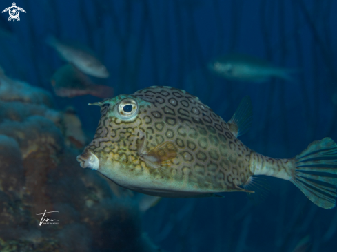 A Honeycomb Cowfish