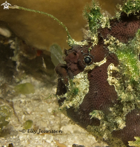 A Frogfish