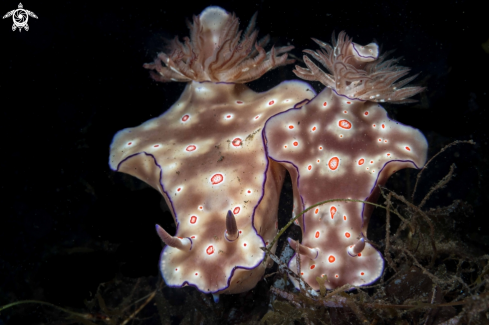 A Ceratosoma tribolatum