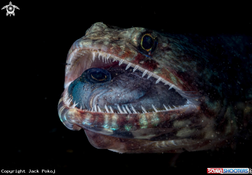 A Lizard fish
