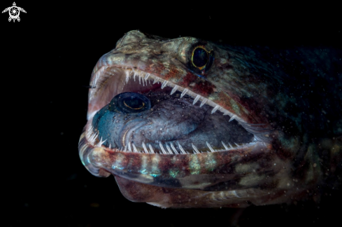 A Lizard fish