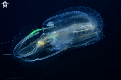 A Leucothea multicornis | Ctenophore