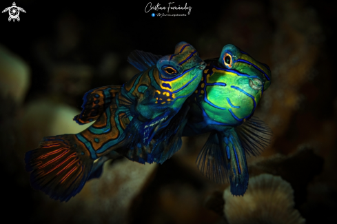 A Mandarin fish