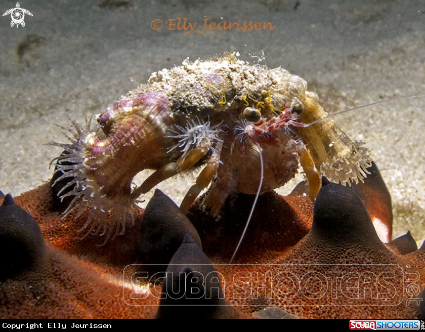 A Anemone Hermit Crab on Horned Sea Star