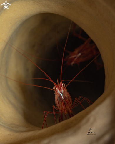 A Peppermint Shrimp