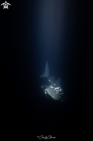 A Rhincodon typus | Whaleshark
