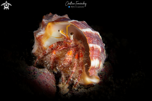 A Dardanus sanguinocarpus  | Bloody hermit crab 