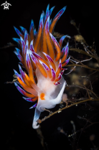 A Cratena peregrina nudibranch | Cratena nudibranch 