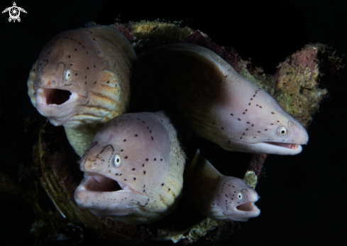 A Morays