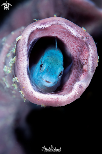 A Blenny Fish 