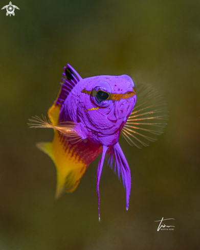 A Fairy Basslet