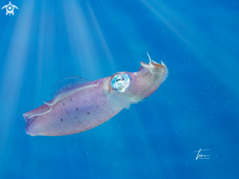 A Caribbean Reefsquid