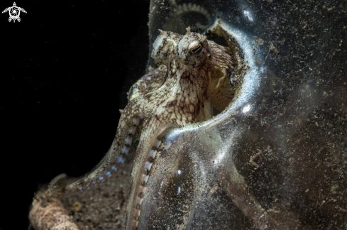 A Amphioctopus marginatus | Coconut octopus