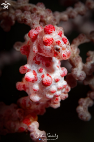 A Hippocampus bargibanti  | Pygmy seahorse