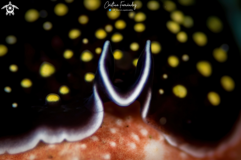 A Thysanozoan nigropapillosum  | Flatworm