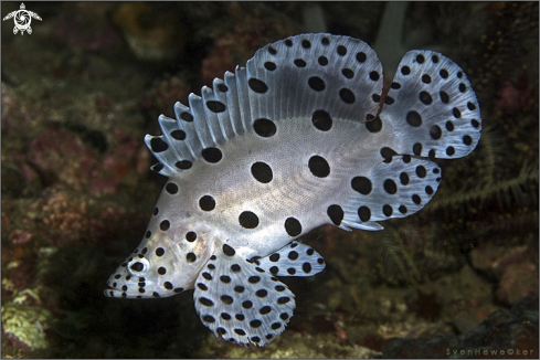 A Barramundi or humpback grouper or panther grouper 