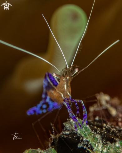 A Ancylomenes pedersoni | Pederson's Cleanershrimp