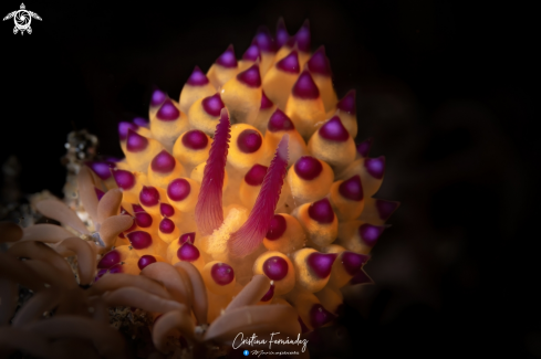 A Janolus flavoanulatus  | Nudibranch