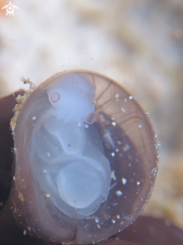 A cuttle fish