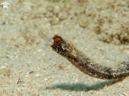 A Whitenose Pipefish