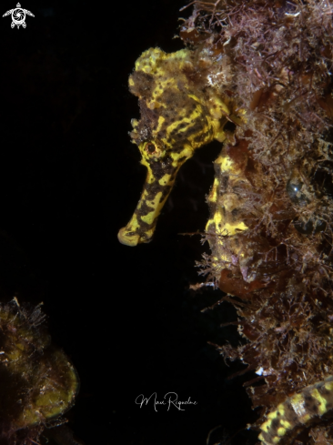 A Hippocampus reidi) | Longsnout Seahorse