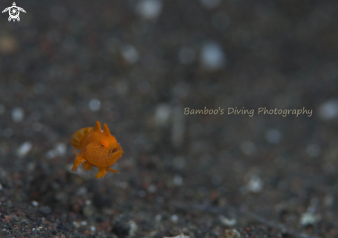 A frogfish