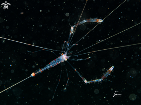 Banded Coralshrimp