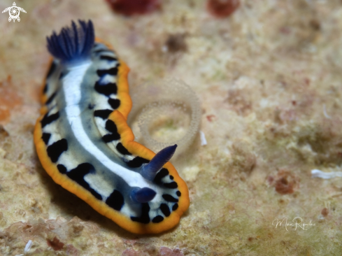 A Purple-Crowned Sea Goddess with eggs :)