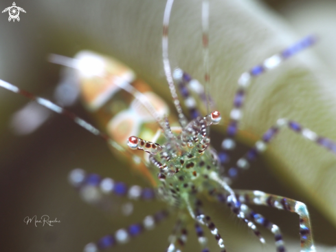 A Periclimenes  yucatanicus | Spotted cleaner shrimp